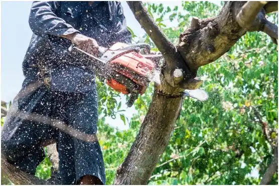 tree services Double Oak